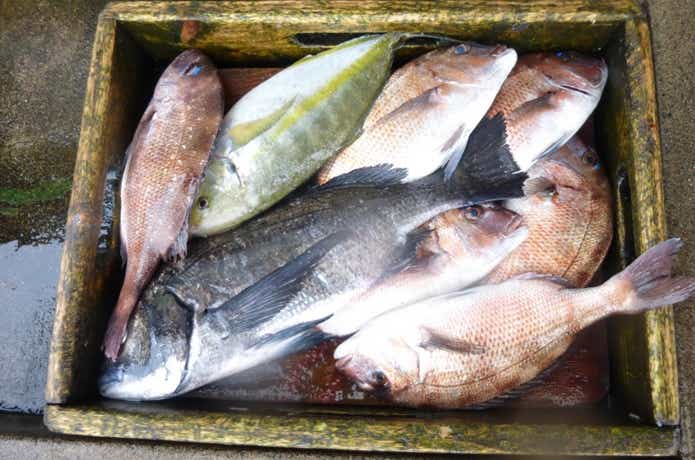海釣り公園みかたで釣れた魚