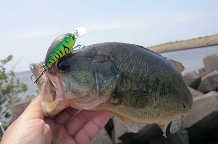 タイニーブリッツで釣ったバス