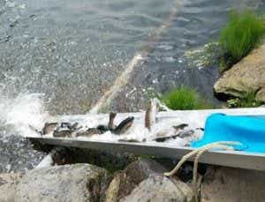 ベリーズ迦葉山の放流画像