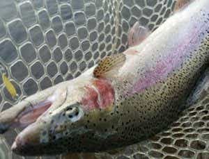 ベリーズ迦葉山の大型ニジマス