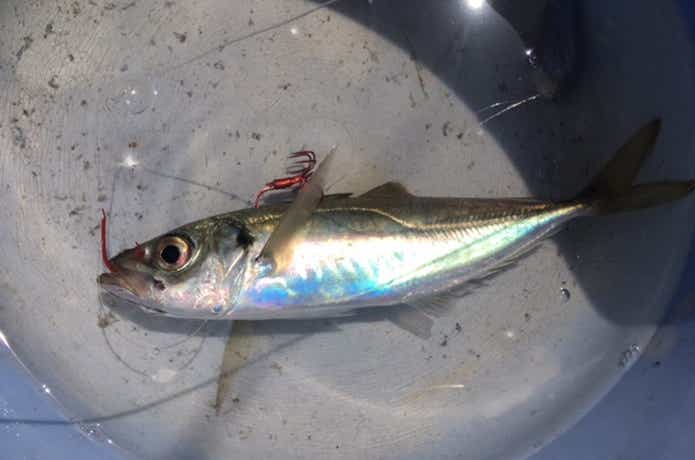 泳がせ釣りの仕掛けにエサをセット
