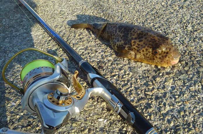 釣れたヒガンフグ