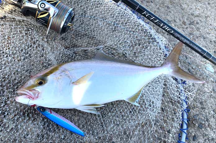 サムライジグRで釣ったシオ