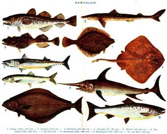 魚類