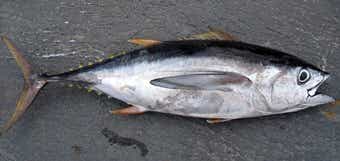 メバチマグロの画像