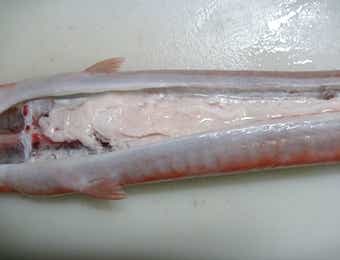 アカヤガラの捌き方