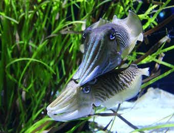 いかさま（烏賊様）