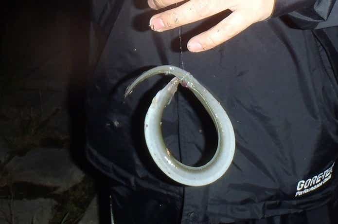 うなぎ釣りの画像