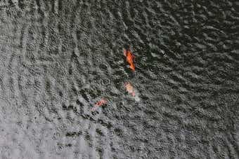 雨の魚