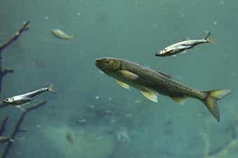 泳ぐ魚