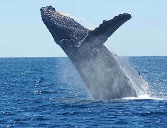 イワシ網でクジラ捕る