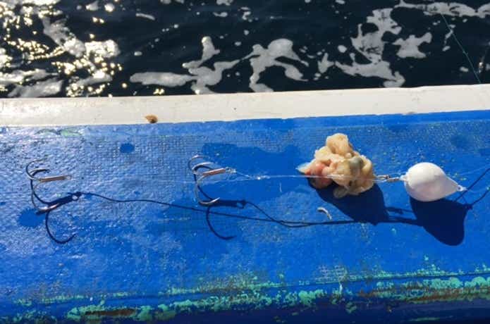 マフグを狙うカットウ釣りの仕掛け