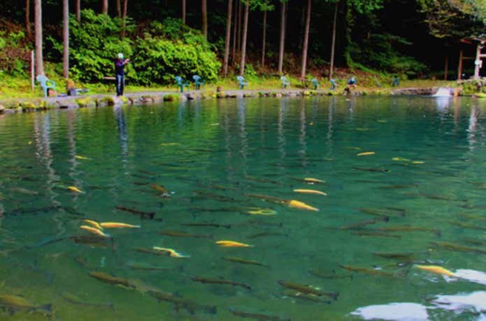 小菅トラウトガーデンの魚影の濃さ