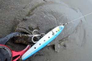 ぶっ飛び君で釣ったヒラメ