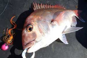 鯛ラバで釣った真鯛