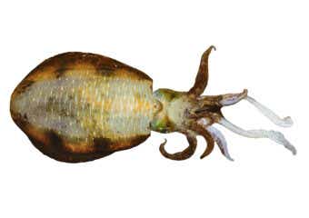 アオリイカの画像