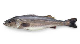 シーバスの画像