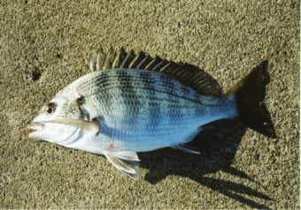 クロダイの画像