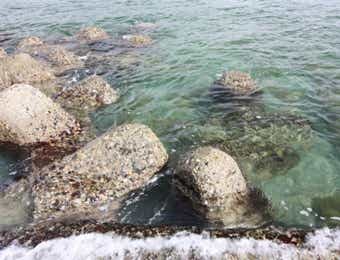鳴尾浜臨海公園のテトラ