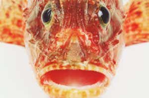 魚のことわざ