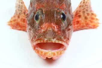 磯のカサゴは口ばっかり