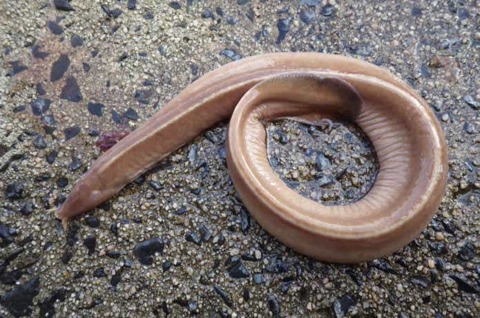 ヌタウナギ