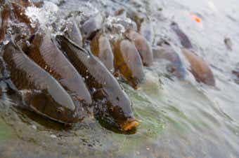 及ばぬ鯉の滝登り