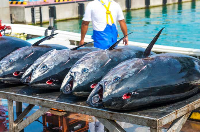 港のクロマグロの画像