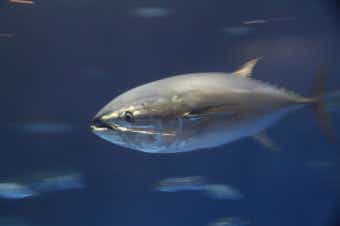 クロマグロの画像