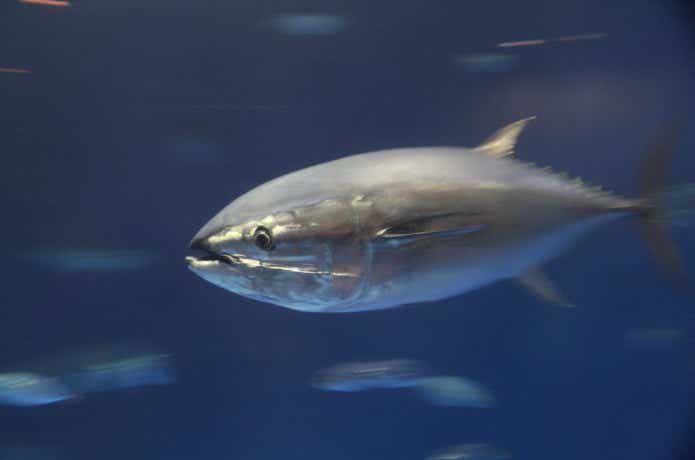 クロマグロの水中画像