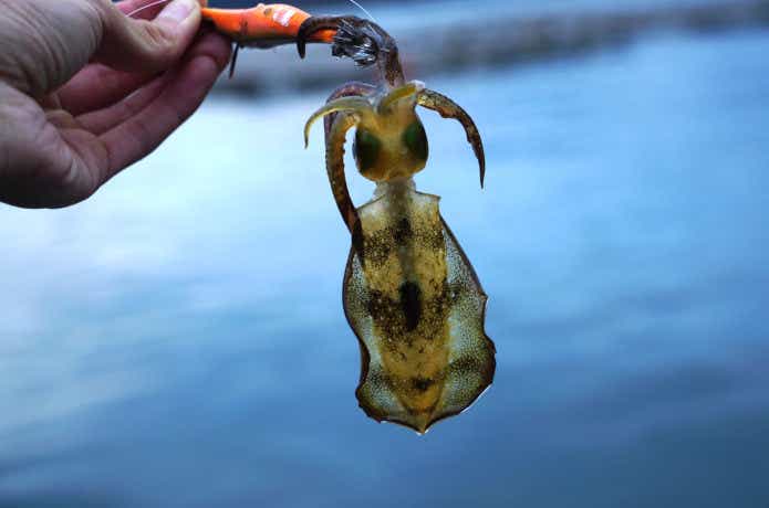 田ノ浦漁港で釣れる魚と仕掛け