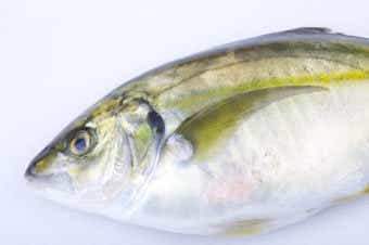 シマアジ