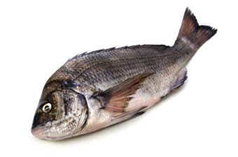 クロダイの画像