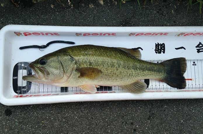 スワンプクローラーで釣れた魚
