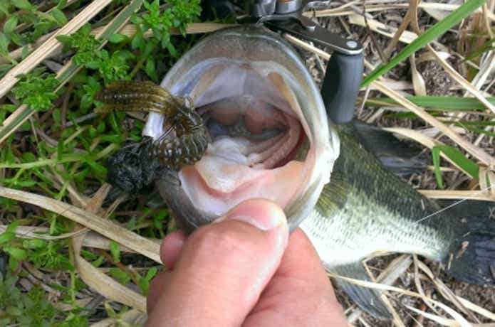 ビビビバグで釣れたバス