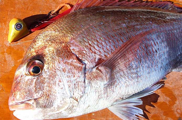 桜鯛を知っていたらお魚マニア！？春真鯛の釣り方と和名・桜鯛とは