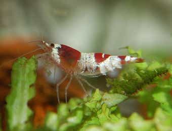 エビでタイを釣る