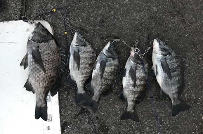 東扇島西公園のクロダイ