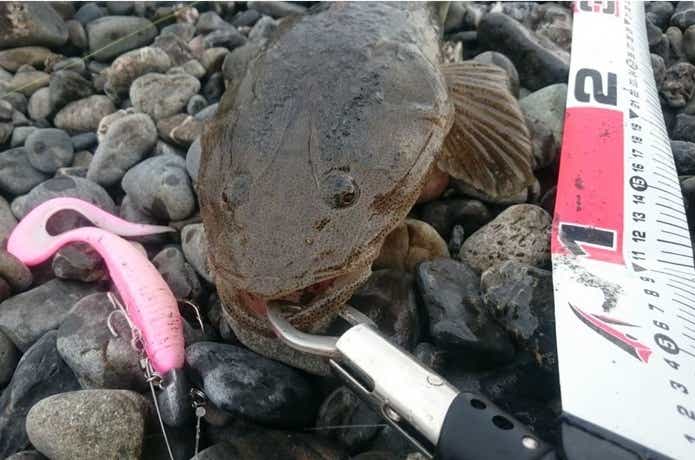 リズムカーリーでソルトの画像