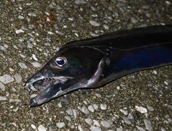 タチウオ