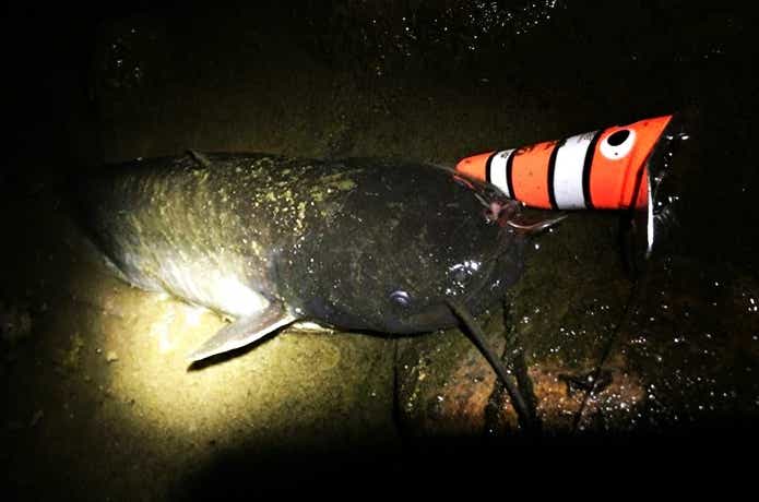 オフィスユーカリで釣りの画像