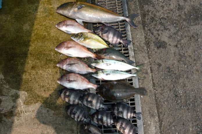 フィッシングレインボーの釣果情報