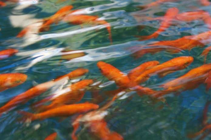 金魚釣り