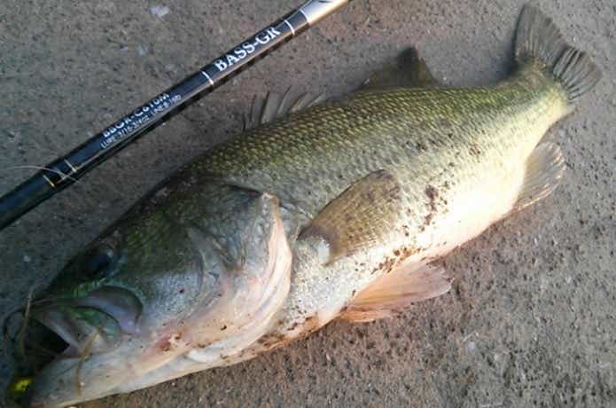 ブレードジグで釣れた魚