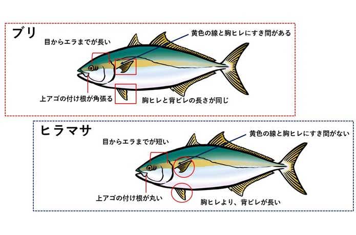 ブリとヒラマサの違いの画像