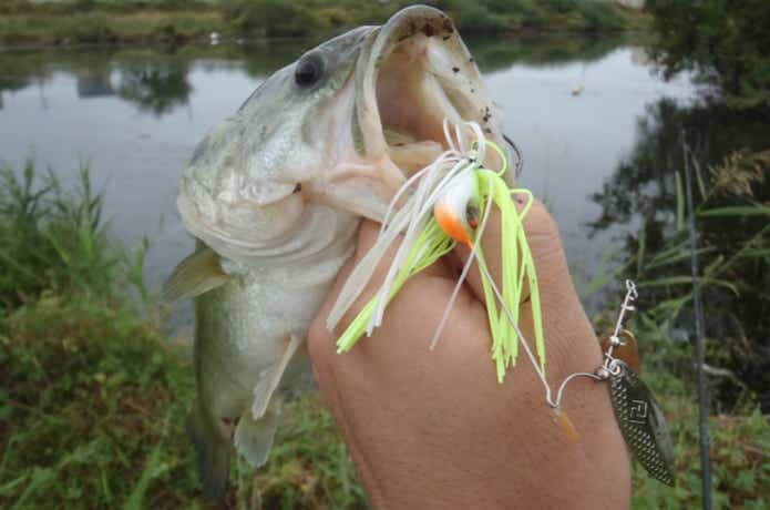 レベルスピンで釣れた魚