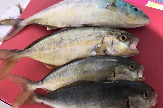ショゴ　青物　片浜