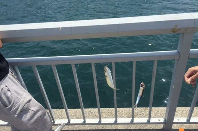 大蔵海岸　サビキ