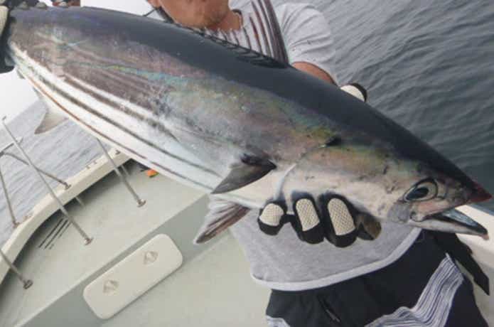 鰹.鮪 遅かれ 一本釣用 竿