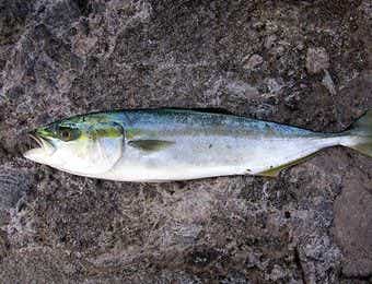seriola_quinqueradiata_200810